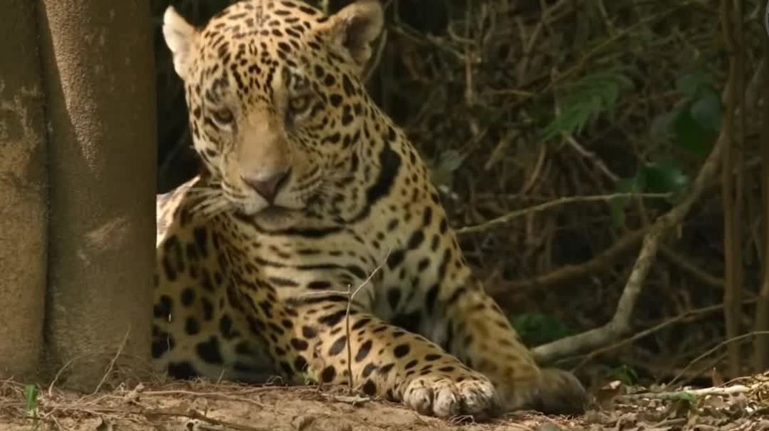 Jaguar vs Anaconda _ Le Combat Épique en Amazonie !