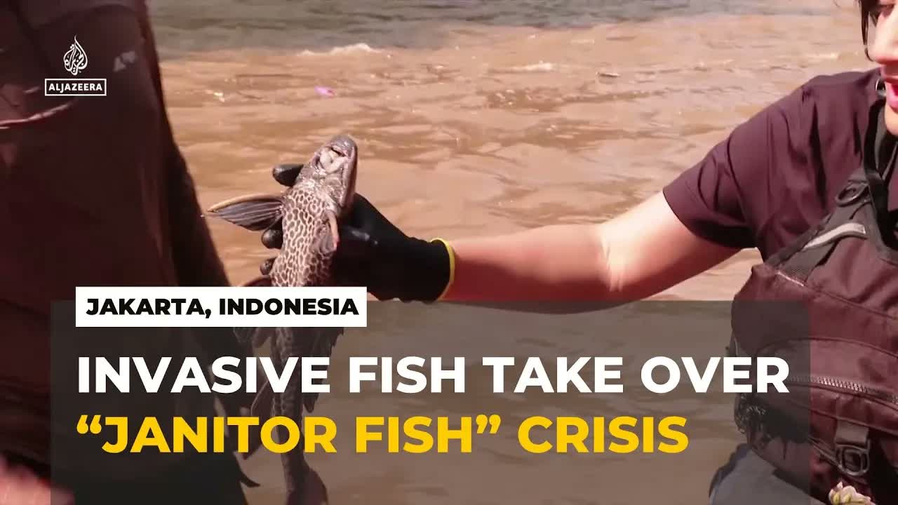 Invasive “Janitor Fish” Take over Jakarta’s polluted rivers