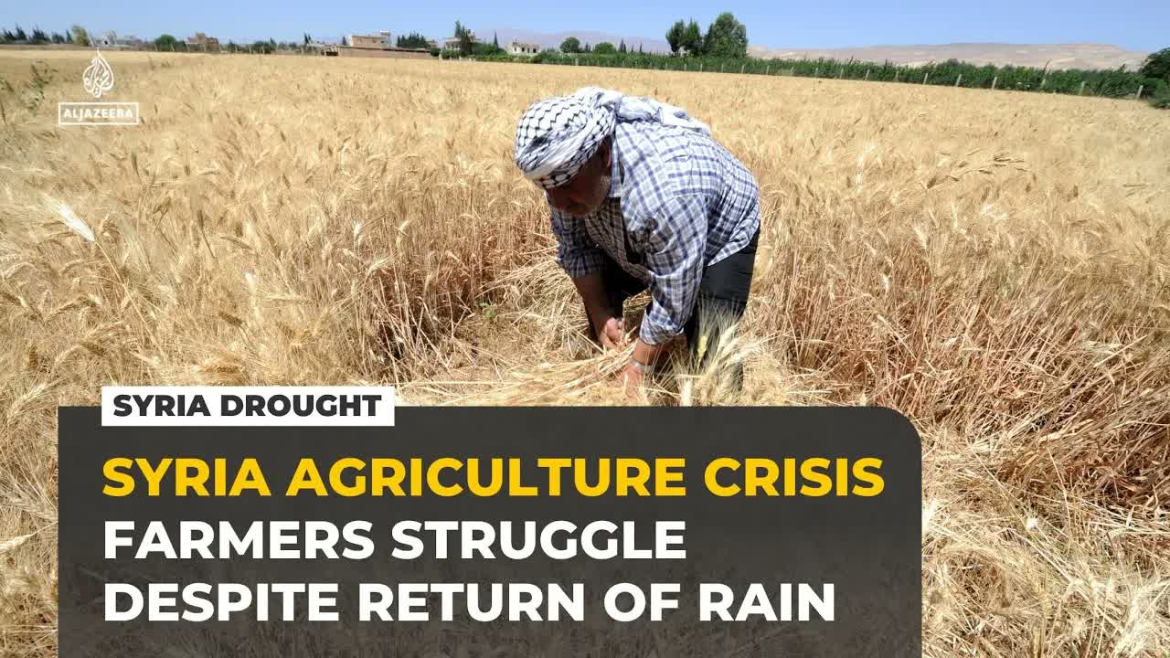 Syria rains end drought but wheat farmers face soaring costs, empty fields