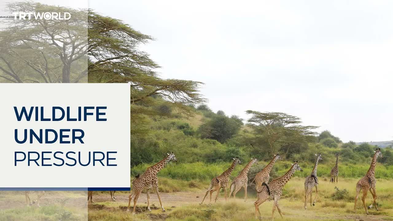 Uganda moves endangered giraffes from oil site