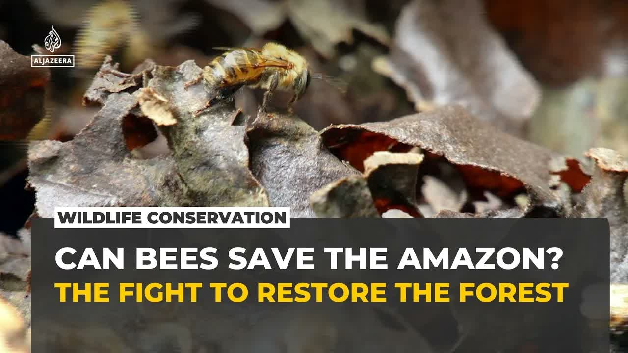 Stingless bees offer hope for Amazon rainforest restoration in Peru